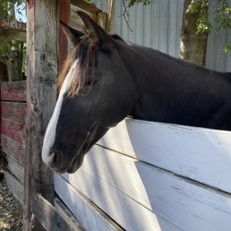 A horse. A horse.