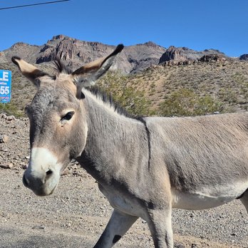 Town of Oatman - Local Flavor Near Me