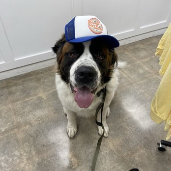 Lake Dog and Their People - Cosmo trying on their dog hats - Pet Stores Near Me - Broken Arrow, Oklahoma Lake Dog and Their People - Cosmo trying on their dog hats - Pet Stores Near Me - Broken Arrow, Oklahoma