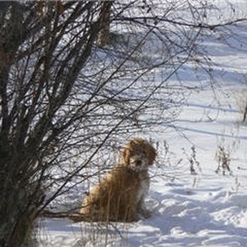 Tender Loving Care For Pets - Pet Boarding Near Me - Knutsford, British Columbia Tender Loving Care For Pets - Pet Boarding Near Me - Knutsford, British Columbia