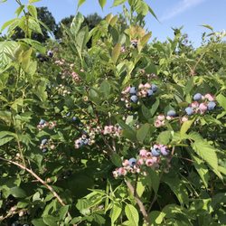 Dexter Blueberry Farm - Blueberry bush