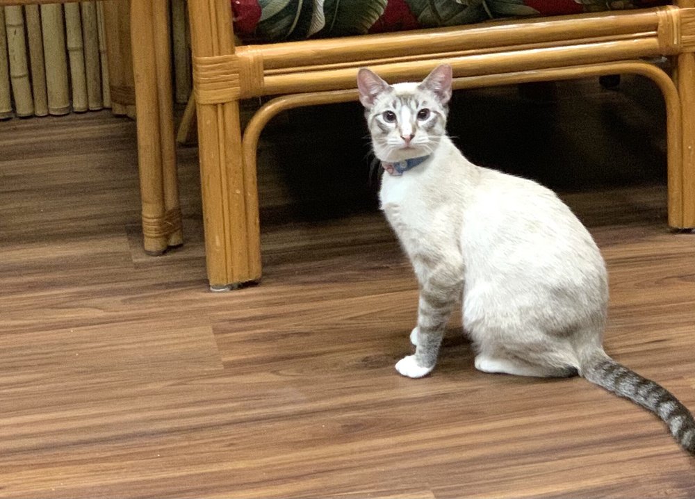 Aloha Kitty Cafe Logo