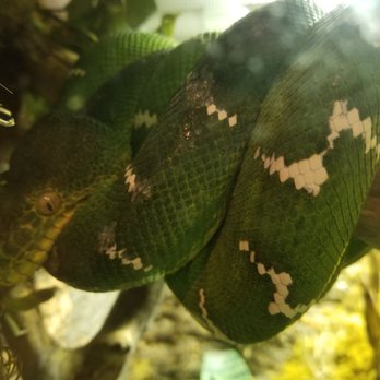 Downtown Aquarium - Emerald Tree Boa - Museums Near Me - Denver, Colorado