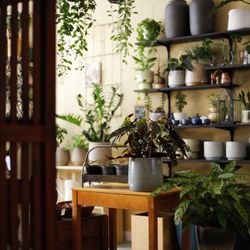 Little Green Shop - Planten en Potten