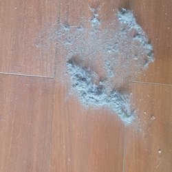 Sacramento Rug Works - Photo 1 of 2: When we got home, we patted the rug down and noticed a ton of dust coming out.