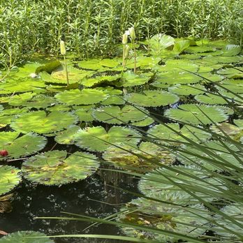 Oahu Nature Tours - Waimea Arboretum - Tours Near Me - Honolulu, Hawaii