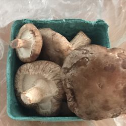 Cascadia Mushrooms