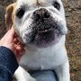 Photo of Critter Sitter