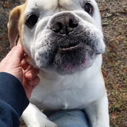 Critter Sitter - Look at that face
