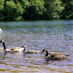 Houghton's Pond Recreation Area - Geese