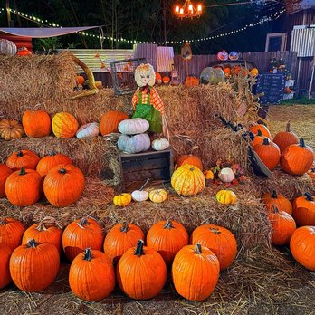 Harvest Patch - Pumpkin Patches Near Me - Clovis, California