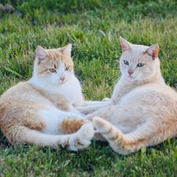 Cats are family too