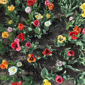 Denver Botanic Gardens - Tulips - Botanical Gardens Near Me - Denver, Colorado Denver Botanic Gardens - Tulips - Botanical Gardens Near Me - Denver, Colorado