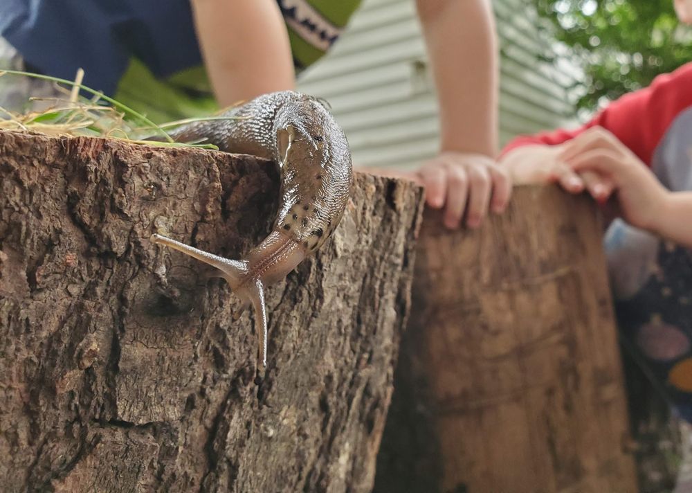 Nest Community School - childcare center in Spokane Valley, WA