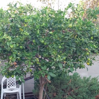 Environmental Green Tree Care - Tree Services Near Me Environmental Green Tree Care - Tree Services Near Me