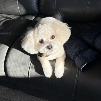 Aussie Pet Mobile - Kona freshly groomed - Pet Groomers Near Me