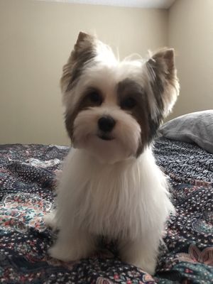 salty paws healthy pet market