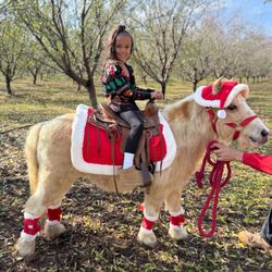 Lorina's Edible Garden - Robinson's Ponies at Christmas at the Barn