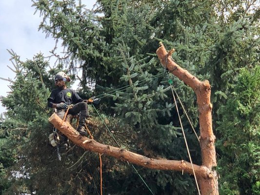 Tree Removal - We offer Tree Removal services for your needs, large and small.  
We are Licensed Bonded and Insured and ready to serve our customers