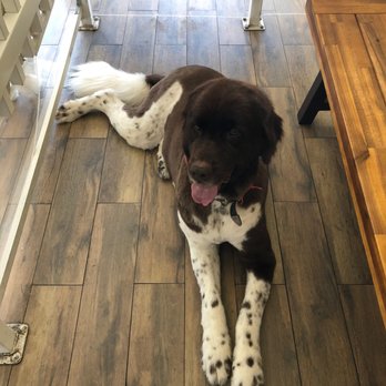 Luckys - Pet Groomers Near Me - Santa Monica, California