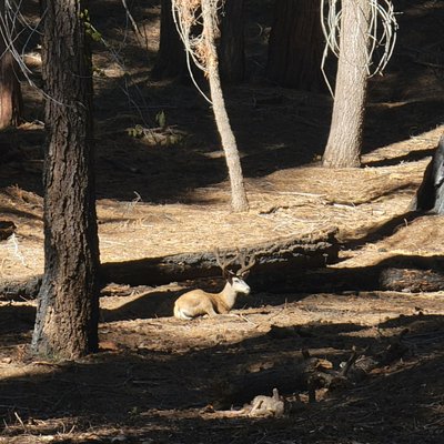 Tharp's Log by null
