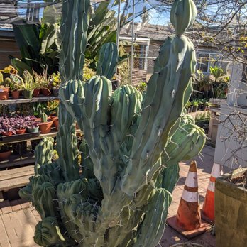California Cactus Center - Nurseries & Gardening Near Me - Pasadena, California