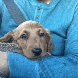 Goldendoodle Goldendoodle