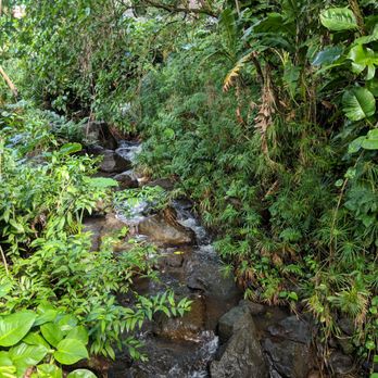 Makiki Valley Trail - Hiking Near Me - Honolulu, Hawaii