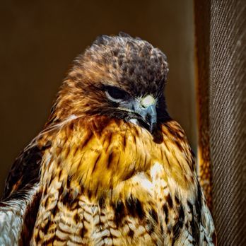 Raptor Trust - Red-tailed Hawk - Zoos Near Me - Millington, New Jersey Raptor Trust - Red-tailed Hawk - Zoos Near Me - Millington, New Jersey