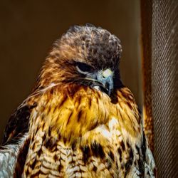 Red-tailed Hawk