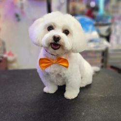 Pampered Pet Salon And Boutique