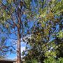 Photo of Rossmoor