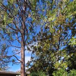 Rossmoor