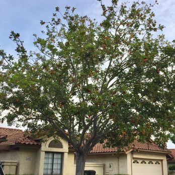 Rojas Landscape Construction - This is what the tree looked like before - Tree Services Near Me
