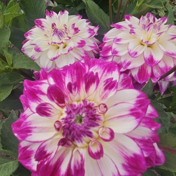 Swan Island Dahlias - Nurseries & Gardening Near Me - Canby, Oregon Swan Island Dahlias - Nurseries & Gardening Near Me - Canby, Oregon