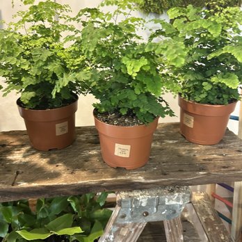 Put a Plant On It - Flowers & Gifts Near Me - Buffalo, New York