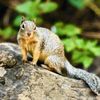 Zion National Park gift card