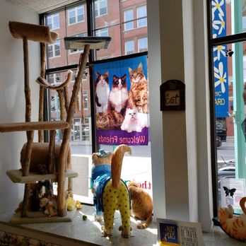 Cat Care Clinic - Veterinarians Near Me - Milwaukee, Wisconsin