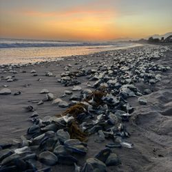 Carpinteria State Beach - By the wind sailors aka velella. The most peculiar thing.