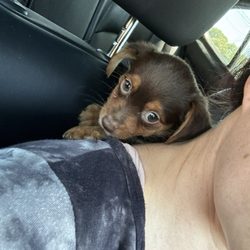 East Lake Pet Orphanage