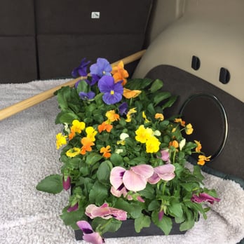 Dodge’s Agway - Lovely spring blooms :) - Nurseries & Gardening Near Me - Plaistow, New Hampshire Dodge’s Agway - Lovely spring blooms :) - Nurseries & Gardening Near Me - Plaistow, New Hampshire