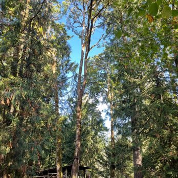 Lewis Treeworks - Tree Services Near Me - South Park Village, Washington Lewis Treeworks - Tree Services Near Me - South Park Village, Washington