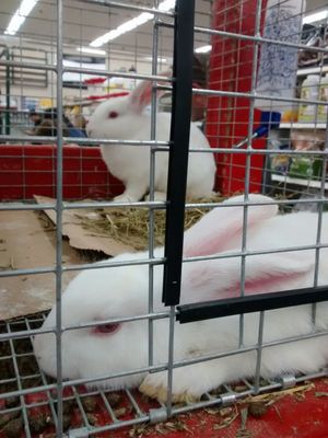 rural king rabbit food