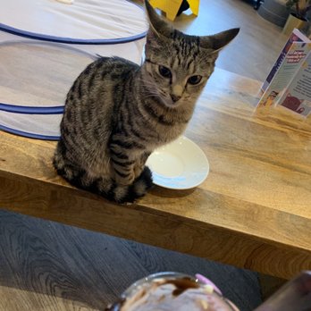Kitty Cafe - Cafes Near Me - Leeds, XWY Kitty Cafe - Cafes Near Me - Leeds, XWY
