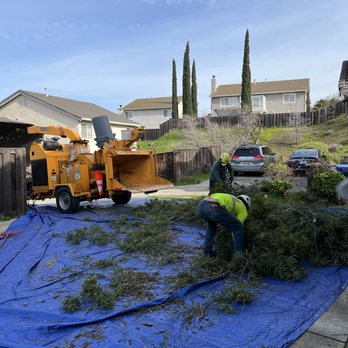 Green Lane Tree Service - Tree Services Near Me - Brentwood, California