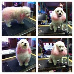 Dog Gone Cute Pet Salon