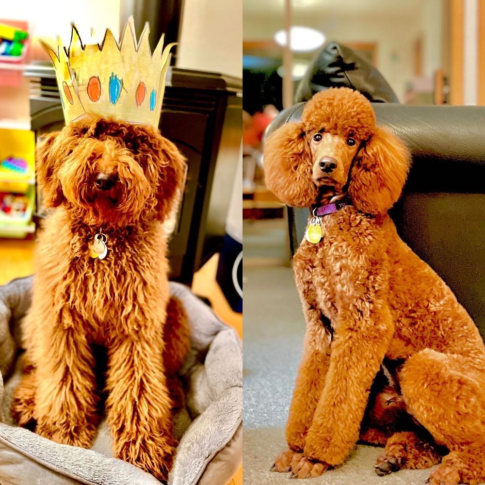 JOYFUL PET GROOMING Updated October 2024 22 Photos & 13 Reviews