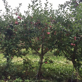 Terrace Mountain Orchard - Fruits & Veggies Near Me - Schoharie, New York Terrace Mountain Orchard - Fruits & Veggies Near Me - Schoharie, New York