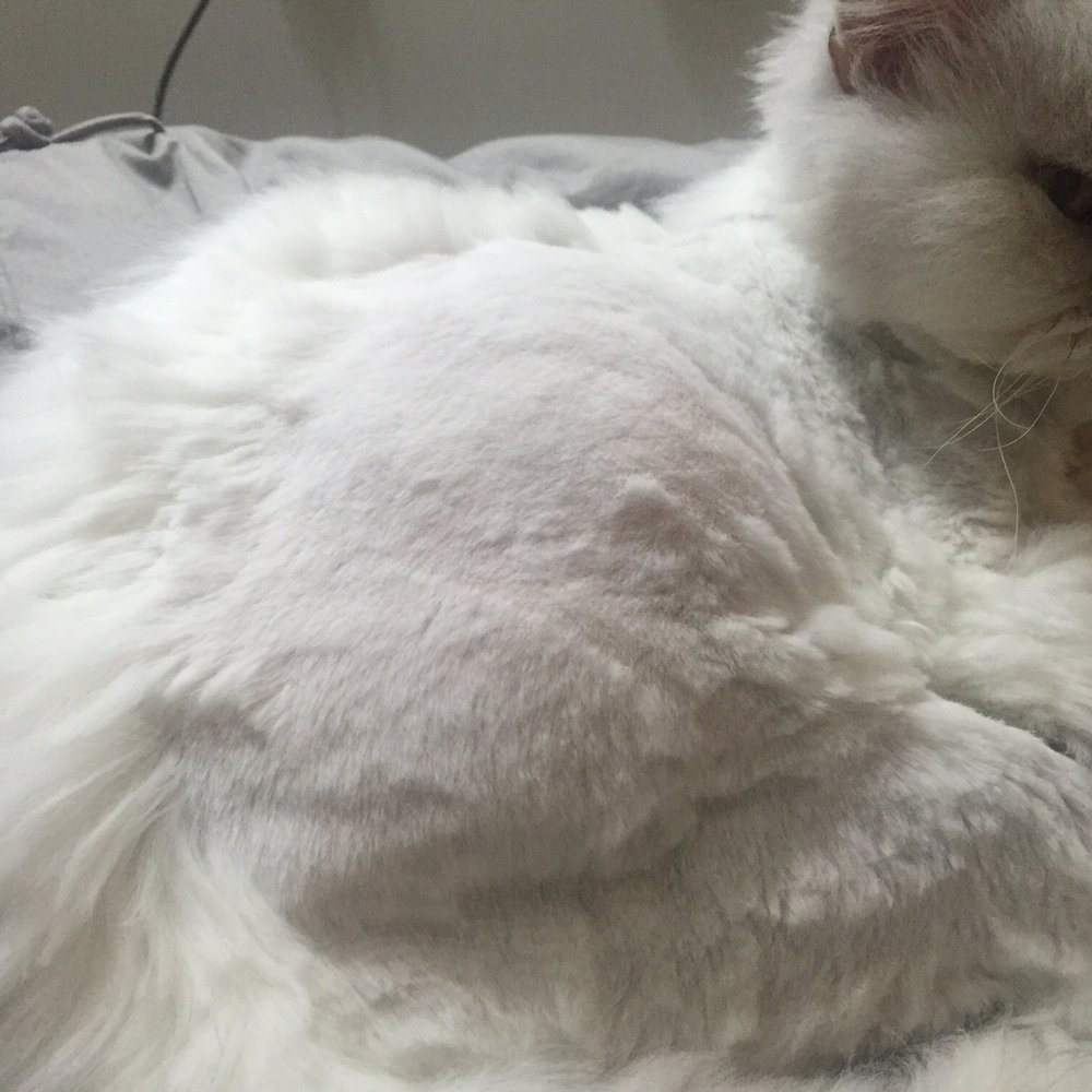 PetSmart - The cut is completely uneven. Different lengths everywhere from down to the skin to one inch long. - Pet Stores Near Me - North Bergen, New Jersey PetSmart - The cut is completely uneven. Different lengths everywhere from down to the skin to one inch long. - Pet Stores Near Me - North Bergen, New Jersey