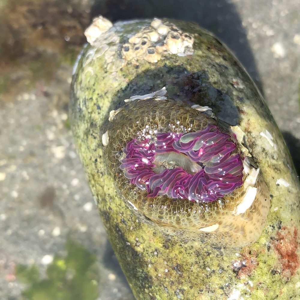 Carkeek Park - Pink tipped anemone - Parks Near Me - Seattle, Washington